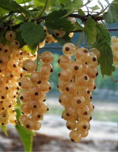 Смородина белая Белая №92