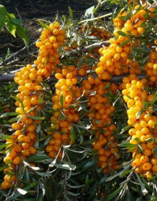 Облепиха Жемчужница