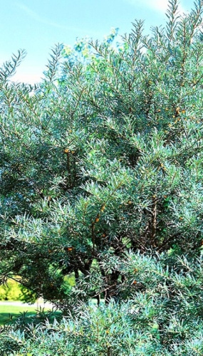 Облепиха крушиновидная Гном (мужской сорт)