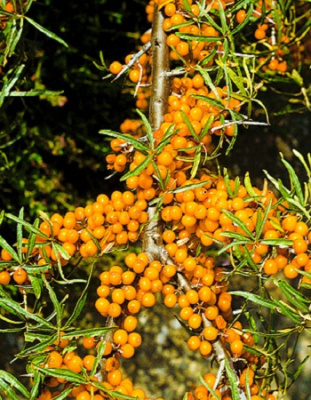 Облепиха Рует