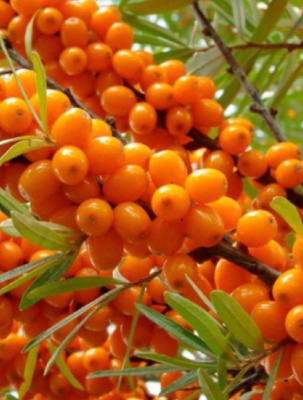 Облепиха Солнечная