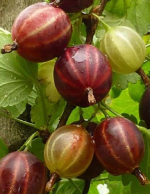 Крыжовник Сенатор