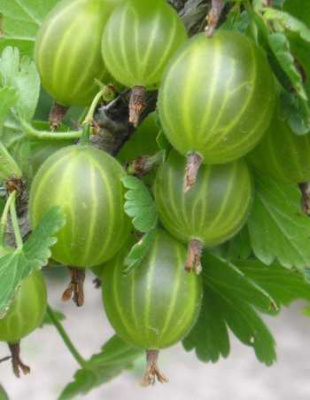 Крыжовник Берилл