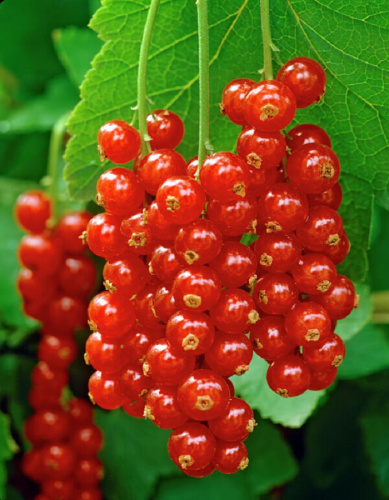 Смородина красная Газель