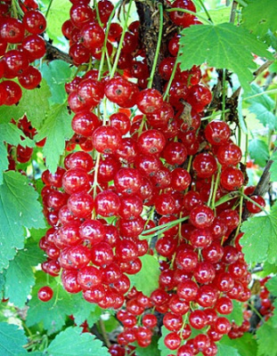 Смородина красная Натали