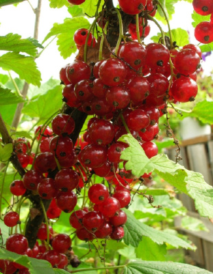 Смородина цветная Сахарная