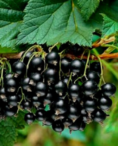 Смородина черная Добрый Джинн