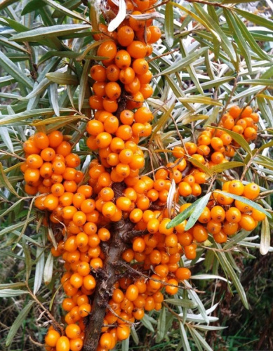 Облепиха Афина