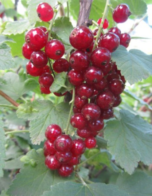 Смородина цветная Виксне