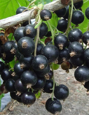 Смородина черная Дачница