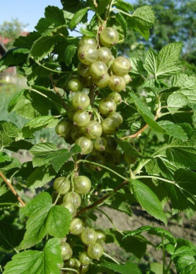 Смородина черная Изумрудное ожерелье (зеленоплодная)