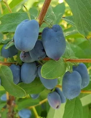 Жимолость съедобная Бореал Бьюти