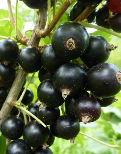 Смородина черная Зеленая дымка