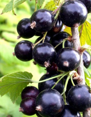 Смородина черная Гуливер