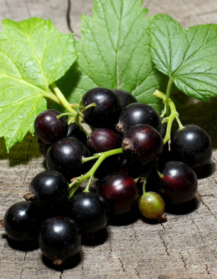 Смородина черная Петербурженка