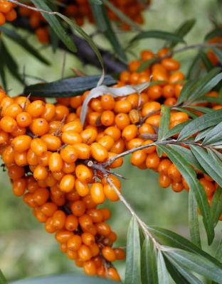 Облепиха Огниво