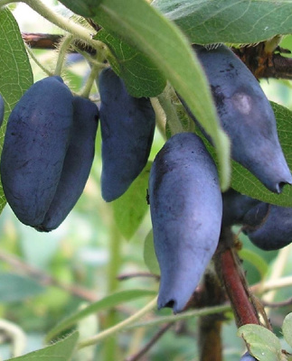 Жимолость съедобная Пушкинская