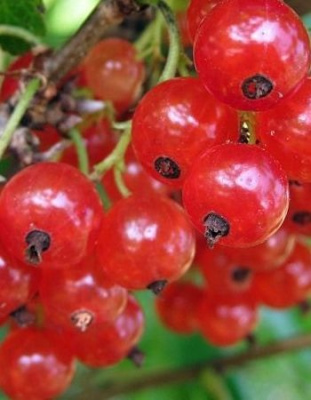 Смородина красная Ранняя сладкая