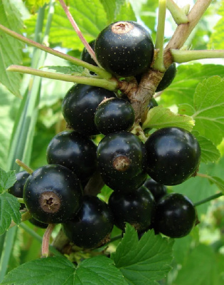 Смородина черная Литвиновская