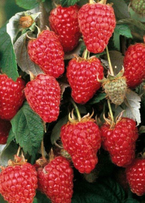 Малина ремонтантная Брянское диво