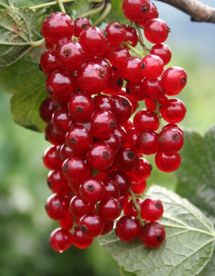 Смородина красная Вика