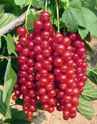 Смородина красная Фертоди