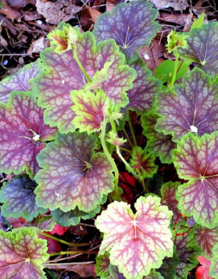 Гейхера Нокаут ASF 1 шт Р9