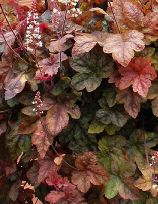 Гейхерелла Редстоун Фоллс ASF 1 шт Р9