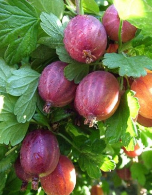 Крыжовник Серенада