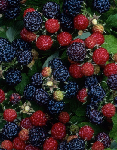 Малина Бристоль