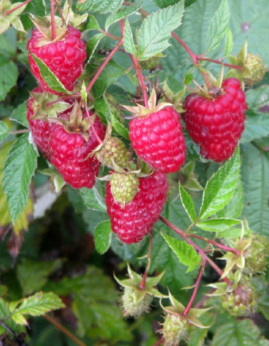 Малина ремонтантная Носорог