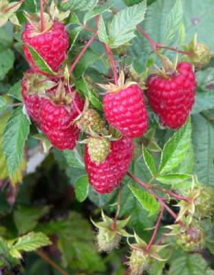 Малина ремонтантная Носорог