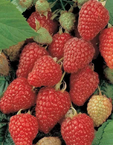 Малина ремонтантная Херитейдж