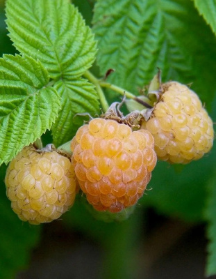 Малина ремонтантная Янтарное Садко