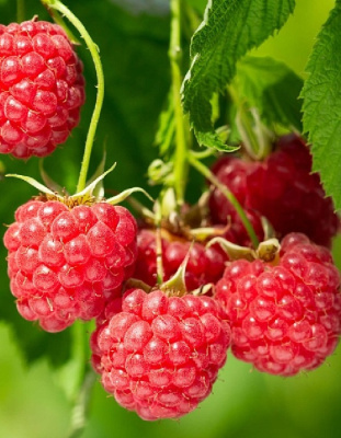 Малина Бальзам