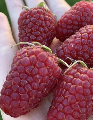 Малина Гигант Московский