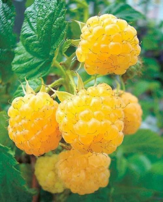Малина ремонтантная Золотые купола
