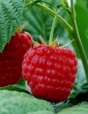 Малина Метеор