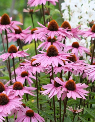 Эхинацея пурпурная Знахарь ASF