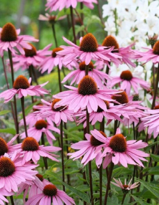 Эхинацея пурпурная Знахарь ASF