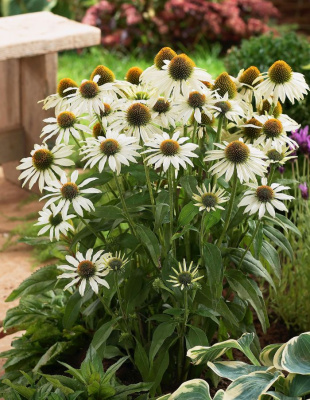 Эхинацея пурпурная Примадонна Вайт ASF