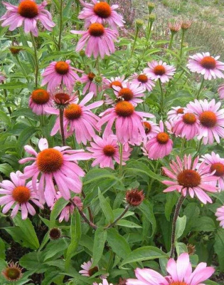 Эхинацея Примадонна Дип Роуз ASF