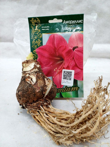 Амариллис Геркулес