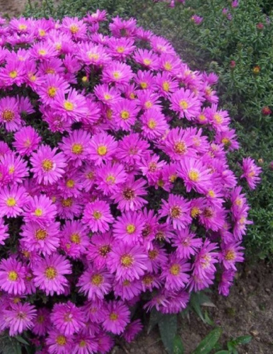 Астра кустарниковая Аннеке