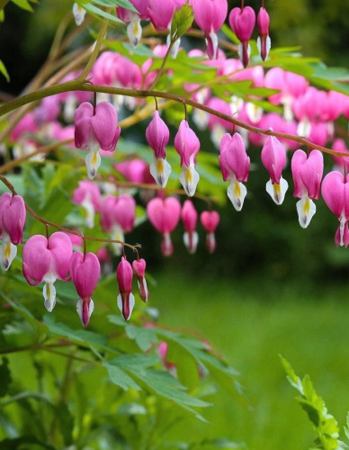 Дицентра Пинк