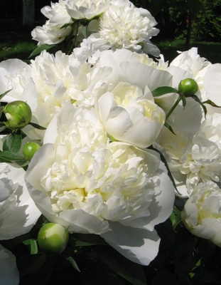 Пион травянистый Лаура Десерт