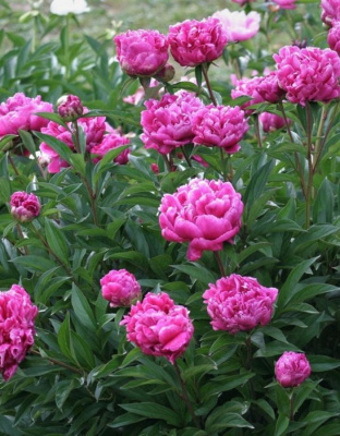 Пион травянистый Луи ван Хутте