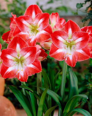 Амариллис Минерва