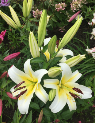 Лилия Будлайт