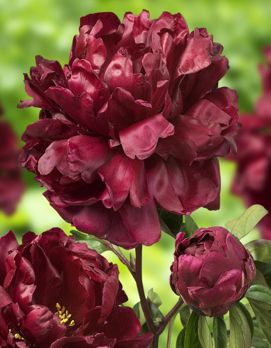 Пион травянистый Франсуа Ортего